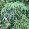 Schefflera Taiwaniana -Le Jardin Secret Boutique 1