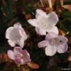Abelia Petite Garden® Minedward 2 Abelia Petite Garden® Minedward -Le Jardin Secret Boutique ABELIA PETITE GARDEN 7882 1