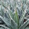 Agave Kerchovei 1 Agave Kerchovei -Le Jardin Secret Boutique AGAVE kerchovei IF 18989 1