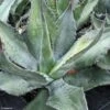 Agave Salmiana - Agave De Salm -Le Jardin Secret Boutique AGAVE salmiana IF 189910 1