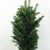 Abies Alba Pyramidalis - Sapin Blanc Nain -Le Jardin Secret Boutique Abies alba Pyramidalis 606002 1