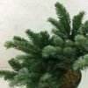 Abies Amabilis Spreading Star - Sapin Gracieux Nain -Le Jardin Secret Boutique Abies amabilis Spreading Star 607002 1