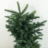 Sapin Noble - Abies Procera Bizarro 2 Sapin Noble - Abies Procera Bizarro -Le Jardin Secret Boutique Abies procera Bizarro 616002 1