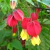 Abutilon Megapotamicum - Abutilon Du Grand Fleuve. -Le Jardin Secret Boutique Abulilon megapotamicum 83213 1