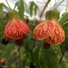 Abutilon Striatum Redvein -Le Jardin Secret Boutique Abutilon redvein IF 17337 1