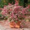 Érable Du Japon Beni Maiko - Acer Palmatum 2 Érable Du Japon Beni Maiko - Acer Palmatum -Le Jardin Secret Boutique Acer palmatum Beni Maiko 89578 1