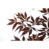 Érable Du Japon Black Lace - Acer Palmatum -Le Jardin Secret Boutique Acer palmatum Black Lace 89580 1
