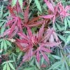 Érable Du Japon Jerre Schwartz - Acer Palmatum 1 Érable Du Japon Jerre Schwartz - Acer Palmatum -Le Jardin Secret Boutique Acer palmatum Jarre Schwartz 89581 1