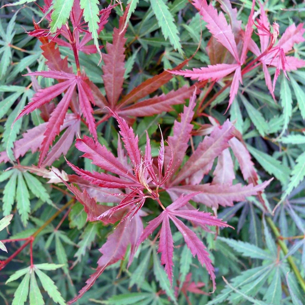 Érable Du Japon Jerre Schwartz - Acer Palmatum 3 Érable Du Japon Jerre Schwartz - Acer Palmatum