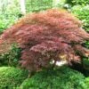 Érable Du Japon - Acer Palmatum Dissectum Garnet -Le Jardin Secret Boutique Acer palmatum ld Line 1 7587 2