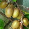 Kiwi Hayward (femelle) - Actinidia Deliciosa -Le Jardin Secret Boutique Actinidia Deliciosa Hayward femelle 781291 1