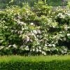 Actinidia Kolomikta Eve - Kiwi D'ornement Femelle 1 Actinidia Kolomikta Eve - Kiwi D'ornement Femelle -Le Jardin Secret Boutique Actinidia kolomikta Eve 88517 1