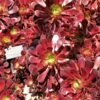 Aeonium Arboreum Garnet - Aeonium En Arbre -Le Jardin Secret Boutique Aeonium arboreum Garnet Aeonium en arbre LD 18016 1