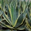 Agave Americana Variegata - Agave D'Amérique -Le Jardin Secret Boutique Agave americana Variegata 83219 1