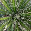 Agave Filifera -Le Jardin Secret Boutique Agave filifera copyright 832202 1