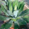 Agave Parryi Neomexicana 2 Agave Parryi Neomexicana -Le Jardin Secret Boutique Agave parryi neomexicana 83226 1