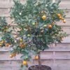 Calamondin - Citrus Madurensis (mitis) -Le Jardin Secret Boutique Agrume Calamondin 79065 1