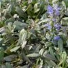 Ajuga Noble Nightingale - Bugle Rampante -Le Jardin Secret Boutique Ajuga Noble Nighlingale IF 17604 1