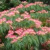 Albizia Julibrissin Ombrella - Arbre à Soie -Le Jardin Secret Boutique Albizia julibrissin Ombrella ld wlcutler 781540 1