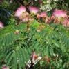 Albizia Julibrissin Rosea - Arbre à Soie Rose -Le Jardin Secret Boutique Albizia julibrissin Rosea 87575 1