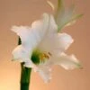 Amaryllis Amputo -Le Jardin Secret Boutique Amaryllis Amputo 82353 1