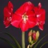Amaryllis Candy Cream (Candy Queen) - Hippeastrum -Le Jardin Secret Boutique Amaryllis Candy Cream Candy Queen Hippeastrum IF 17548 1