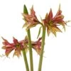 Amaryllis Cybister Mystica - Hippeastrum 1 Amaryllis Cybister Mystica - Hippeastrum -Le Jardin Secret Boutique Amaryllis cybister mystica hippeastrum copyright 15925 1 1