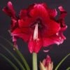 Amaryllis Daphne - Hippeastrum -Le Jardin Secret Boutique Amaryllis daphne 15923 1