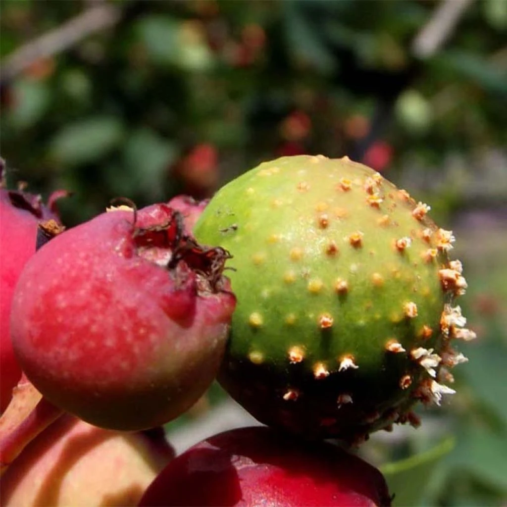 Amelanchier Thiessen 3 Amelanchier Thiessen