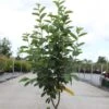 Amelanchier Canadensis Rainbow Pillar -Le Jardin Secret Boutique Amelanchier canadensis RAINBOW PILLAR 83941 1