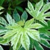 Fatsia Japonica Spider's Web - Faux-aralia Panaché -Le Jardin Secret Boutique Aralia Fatsia japonica Spider s Web 83007 FE