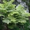 Aralia Elata Golden Umbrella - Angélique En Arbre -Le Jardin Secret Boutique Aralia elata Aureovariegata 81414 1