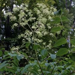 Aralia Spinosa - Angélique épineuse
