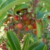 Arbutus Andrachne - Arbousier De Chypre -Le Jardin Secret Boutique Arbutus andrachne 83945 1