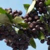 Aronia Prunifolia Nero - Aronie à Gros Fruits. 1 Aronia Prunifolia Nero - Aronie à Gros Fruits. -Le Jardin Secret Boutique Aronia prunifolia Nero 85481 1