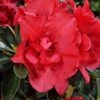 Azalée Hybride ENCORE® Autumn Creach -Le Jardin Secret Boutique Azalea Encore Autumn Creach 88764 1