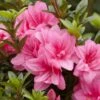 Azalée Hybride ENCORE® Empress -Le Jardin Secret Boutique Azalea Encore Empress 88771 1