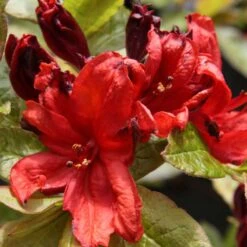 Azalée De Chine Nabucco - Azalea Mollis