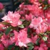 Azalée Japonaise Blaauw's Pink - Rhododendron Hybride -Le Jardin Secret Boutique Azalee japonaise Blaauw s Pink 85720 1