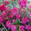 Azalée Japonaise Rosa King -Le Jardin Secret Boutique Azalee japonaise Rosa King 1008492 1