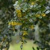 Azara Microphylla - Mimosa Du Chili -Le Jardin Secret Boutique Azara microphylla 85983 1