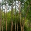 Bambou Doré - Phyllostachys Aurea Koï