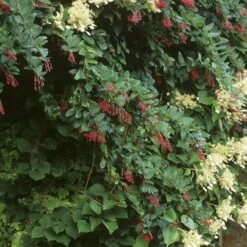 Berberidopsis Corallina - Plante Corail