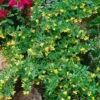 Berberis Hybrido-gagnepainii Chenaultii - Épine-vinette -Le Jardin Secret Boutique Berberis Gagnepainii Chenaultii 87959 1