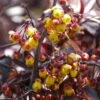 Berberis Thunderbolt® - Epine-vinette 1 Berberis Thunderbolt® - Epine-vinette -Le Jardin Secret Boutique Berberis Thunderbolt 85469 1