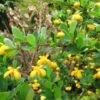 Berberis Buxifolia Nana - Epine-vinette à Feuilles De Buis -Le Jardin Secret Boutique Berberis buxifolia Nana ld Wallygrom 781560 1