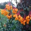 Berberis Lologensis Apricot Queen - Epine-vinette. -Le Jardin Secret Boutique Berberis lologensis Apricot Queen 83956 1