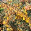 Berberis Stenophylla Corallina Compacta 1 Berberis Stenophylla Corallina Compacta -Le Jardin Secret Boutique Berberis stenophylla Corallina Compacta 84617 1