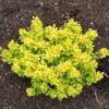 Berberis Thunbergii Bonanza Gold - Épine-vinette De Thunberg -Le Jardin Secret Boutique Berberis thunbergii Bonanza Gold 100395 1