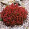 Berberis Thunbergii Lutin Rouge - Epine-vinette Naine -Le Jardin Secret Boutique Berberis thunbergii Lutin Rouge 100398 1